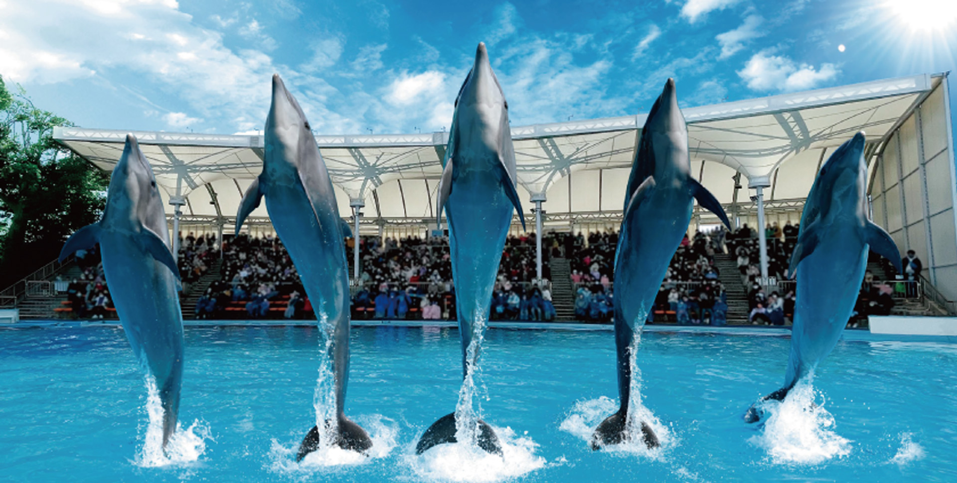 イルカジャンプ